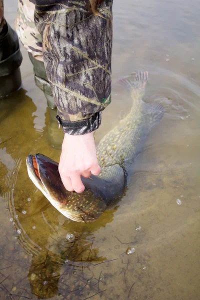 Large pike — Stock Photo, Image