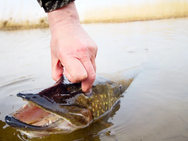 Grote snoek — Stockfoto