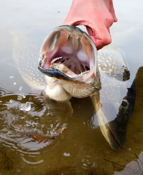 Stor gädda — Stockfoto