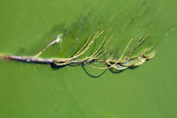 Algák szennyezett víz (a söpredéke zöld) — Stock Fotó