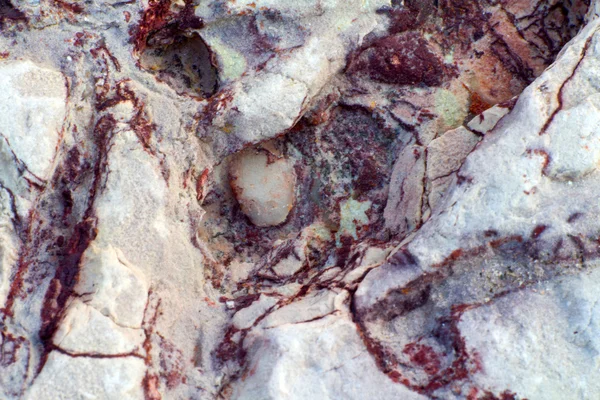 Скам'янілості безхребетних — стокове фото