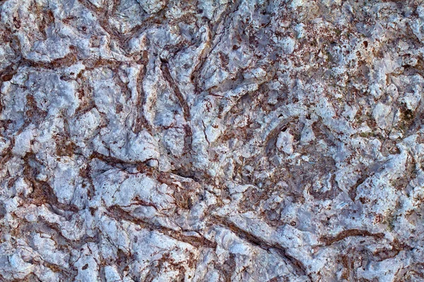 Wirbellose Fossilien — Stockfoto