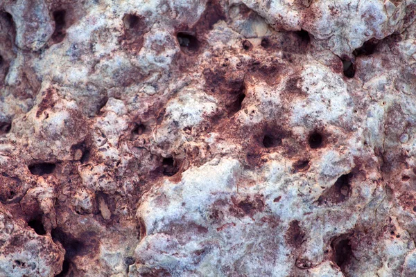Fossili di invertebrati — Foto Stock