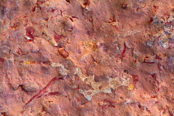 Fossili di invertebrati — Foto Stock