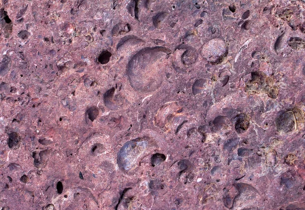 Ryggradslösa fossil — Stockfoto
