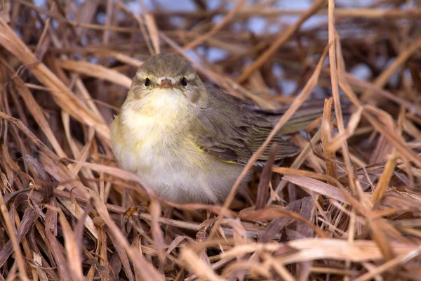 Pássaro warbler de salgueiro — Fotografia de Stock