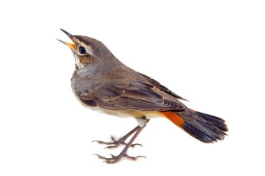 blue-throated robin bird isolated clipart