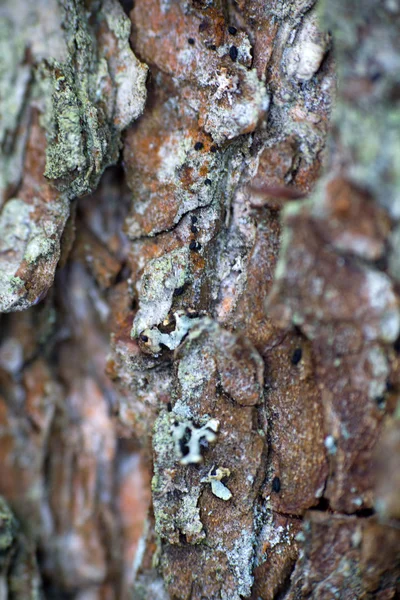 Macro arbre fond — Photo