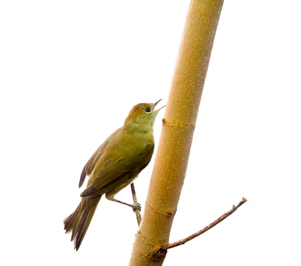 Pássaro isolado sobre um fundo branco (Black-cap) — Fotografia de Stock