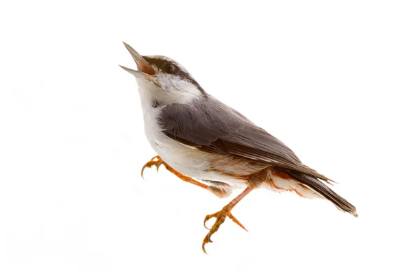 Pássaro isolado em um fundo branco. Quebra-nozes — Fotografia de Stock