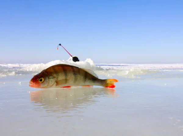 Vintern abborre fiske fritid — Stockfoto
