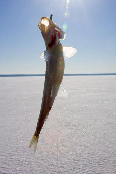 Pêche à l'éperlan — Photo