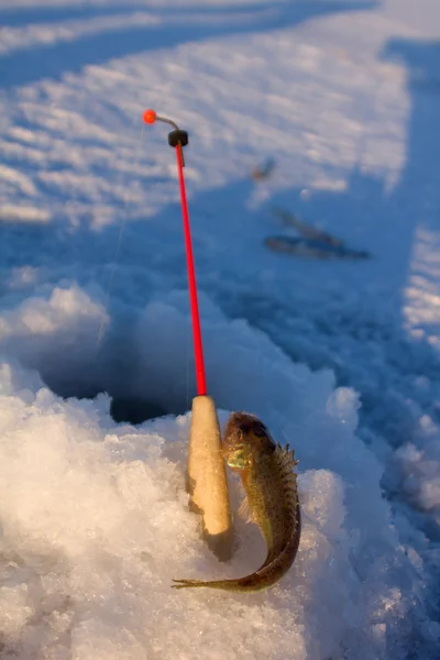 Ruff on ice  fishing — Stock Photo, Image