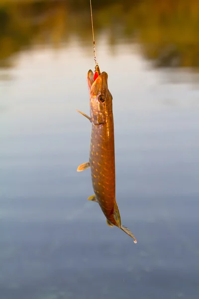 Pesca del luccio — Foto Stock