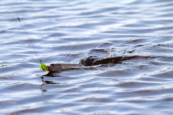 Pike fishing — Stock Photo, Image