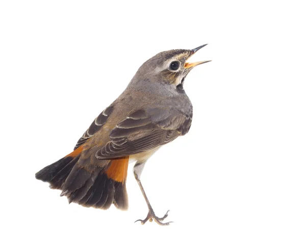 Burung robin berleher biru terisolasi — Stok Foto