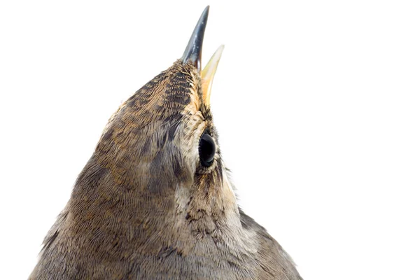 Modrá throated robin pták, samostatný — Stock fotografie