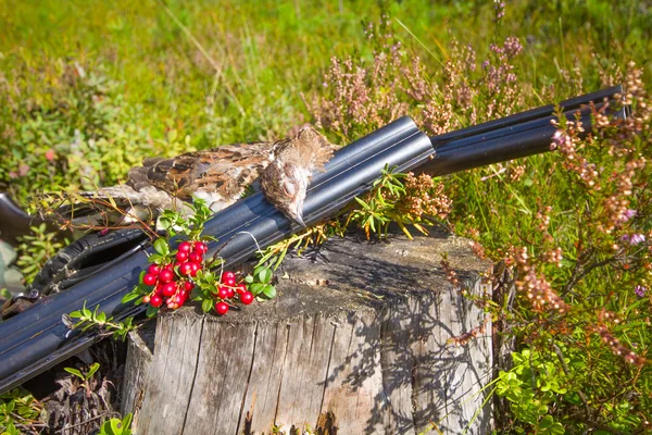 Hunting hazel grouse bird — Stock Photo, Image