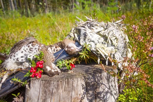 Hunting hazel grouse bird — Stock Image Hunting hazel grouse bird Royalty Free Stock Images