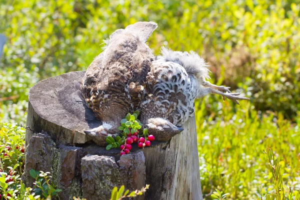 Hunting hazel grouse bird — Stock Image Hunting hazel grouse bird Stock Picture