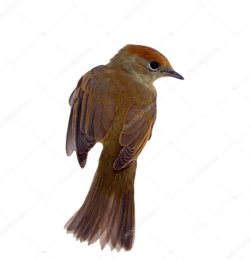 bird isolated on a white background (Black-cap)
