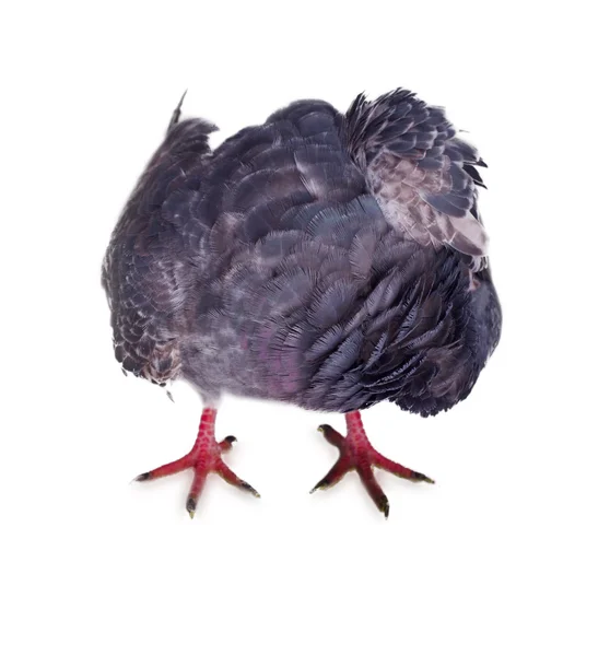 Pigeon on a white background — Stock Photo, Image