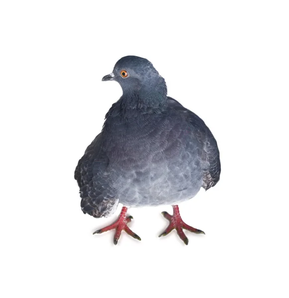 Pigeon on a white background — Stock Photo, Image