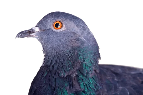 Pombo sobre um fundo branco — Fotografia de Stock