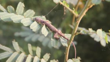 Gri renkli bir Toki Gecko (Gekko gecko) pusuda bekliyor
