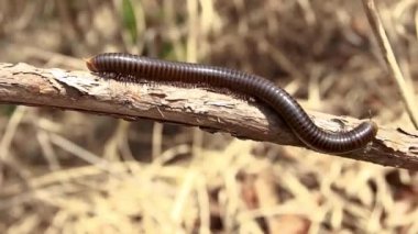 Tayland 'ın kıyı yağmur ormanlarından kırkayak