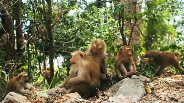 Northern pig-tailed macaque — Stock Video