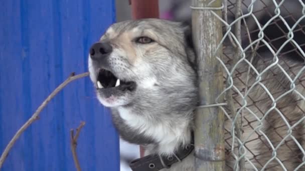 Bir bahçe köpeği yoldan geçen birine havlar. — Stok video