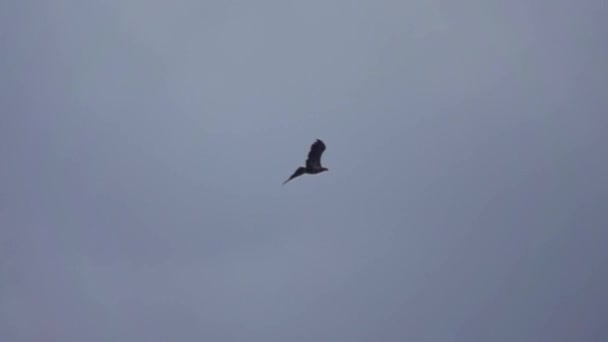 Águila pescadora voladora - águila pescadora — Vídeo de stock
