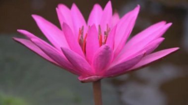 Lily pad