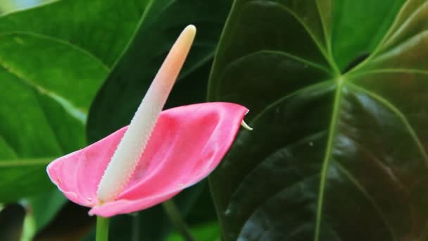 Karmozijnrood Calla bloem — Stockvideo