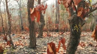 Kışın tropik dağ ormanları