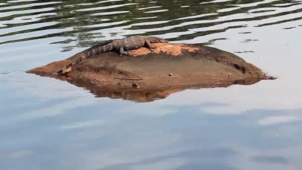 Surveiller le lézard — Video