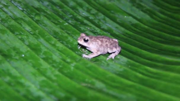 Duttaphrynus scaber，施耐德（侏儒）蟾蜍 — 图库视频影像