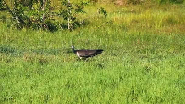 Wild peacock female — Stock Video