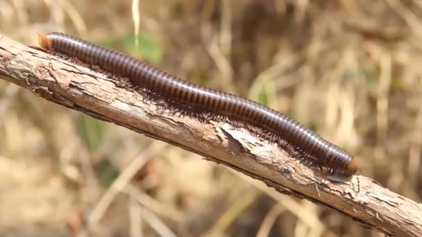 Millipede z pobřežního deštného pralesa Thajska — Stock video