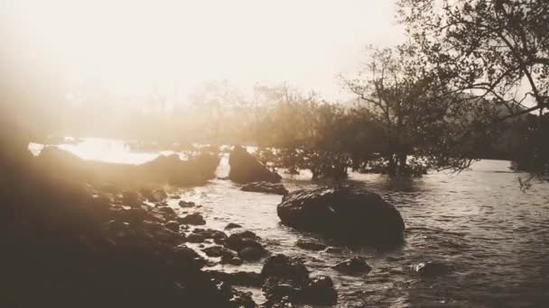 Resterna av träd snår på platsen för mangrove skog — Stockvideo