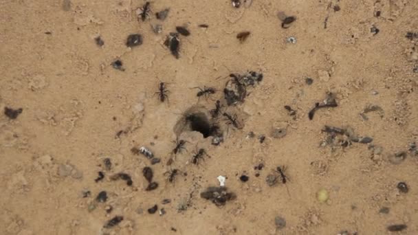 Hormigas terrestres — Vídeos de Stock