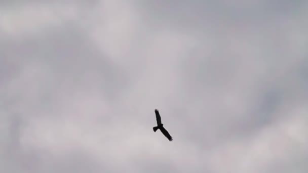Marsh harrier uçuş — Stok video