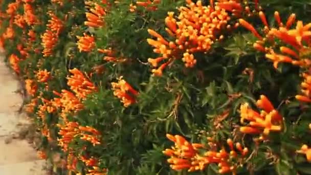 Säkring av rhododendron — Stockvideo