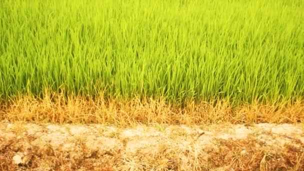 Buenos brotes de arroz — Vídeos de Stock