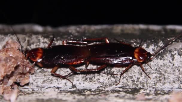 Huge tropical cockroaches at night mating — Stock Video