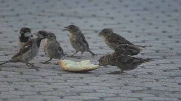 Young sparrow tries to steal heavy crust of bread, — Stock Footage Young sparrow tries to steal heavy crust of bread, Video Clip