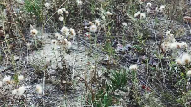 Sprinkhanen springen uit droge steppe grassen en vliegen dan enkele tientallen meters weg — Stockvideo