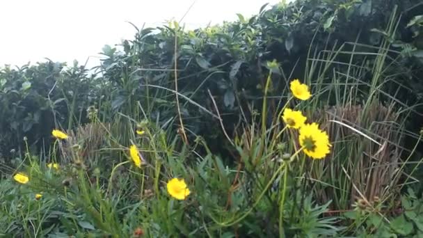 Teplantage och rester av naturlig vegetation — Stockvideo