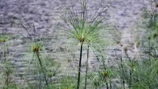 Blütenstand der Cyperus-Rispen — Stockvideo